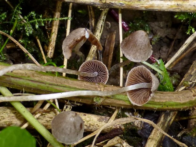 Psathyrella canoceps, Haarvelum-Mürbling